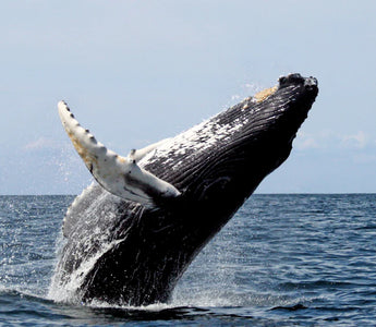 DIA GLOBAL DA BALEIA: APRECIANDO A MAGNIFICÊNCIA DAS BALEIAS E PROMOVENDO A CONSERVAÇÃO MARINHA