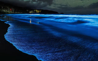 Bioluminescência: A ciência por trás do espetáculo de luz subaquático da natureza
