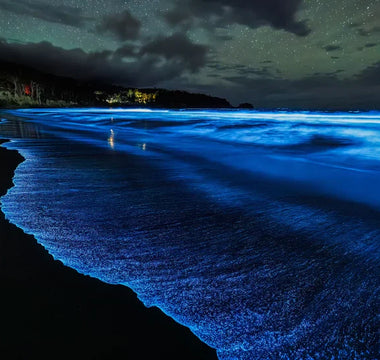 Bioluminescência: A ciência por trás do espetáculo de luz subaquático da natureza