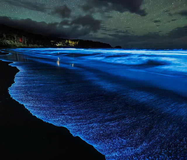 Bioluminescência: A ciência por trás do espetáculo de luz subaquático da natureza