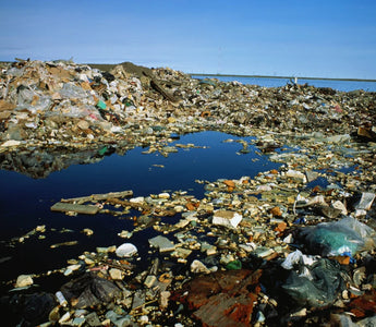 CONSUMO CONSCIENTE: FAZENDO ESCOLHAS INFORMADAS PARA A CONSERVAÇÃO DOS OCEANOS