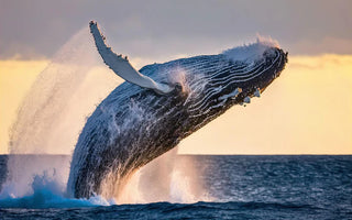 MAJESTOSOS GIGANTES DO OCEANO: COMPREENDENDO O MUNDO DAS BALEIAS