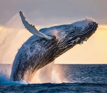 MAJESTOSOS GIGANTES DO OCEANO: COMPREENDENDO O MUNDO DAS BALEIAS