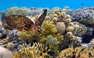 A GRANDE BARREIRA DE CORAIS: MERGULHE, PRATIQUE SNORKEL E NAVEGUE PELO CORAL WONDERLAND DA AUSTRÁLIA