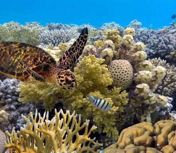 A GRANDE BARREIRA DE CORAIS: MERGULHE, PRATIQUE SNORKEL E NAVEGUE PELO CORAL WONDERLAND DA AUSTRÁLIA