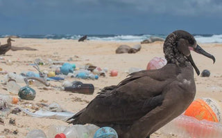 INICIATIVAS GLOBAIS PARA A CONSERVAÇÃO DOS OCEANOS: ESFORÇOS UNIDOS PARA SALVAR OS NOSSOS MARES