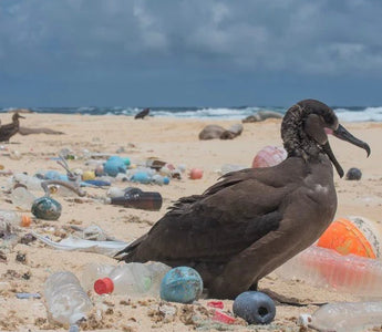 INICIATIVAS GLOBAIS PARA A CONSERVAÇÃO DOS OCEANOS: ESFORÇOS UNIDOS PARA SALVAR OS NOSSOS MARES