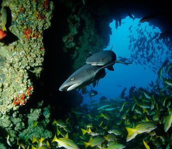 COSTA RICA: EXPLORE O MUNDO SUBAQUÁTICO DA ILHA COCOS