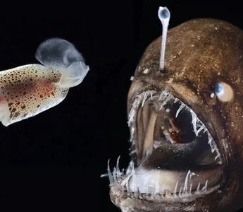 A VIDA EM EXTREMOS: CRIATURAS DO FUNDO DO MAR E SUAS NOTÁVEIS ADAPTAÇÕES