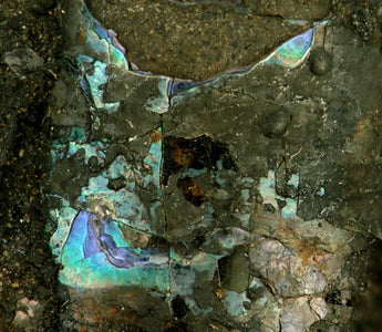 UM MERGULHO NA BELEZA IRIDESCENTE: COMO A MADREPÉROLA É FORMADA