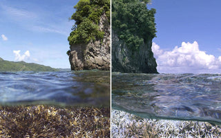 O mundo hipnotizante abaixo: um guia para os melhores documentários sobre o oceano de todos os tempos