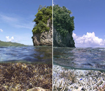 O mundo hipnotizante abaixo: um guia para os melhores documentários sobre o oceano de todos os tempos