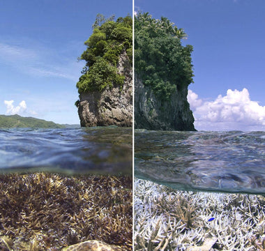 O mundo hipnotizante abaixo: um guia para os melhores documentários sobre o oceano de todos os tempos