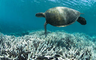 Da oxibenzona ao octinoxato: produtos químicos nocivos em protetores solares e seu impacto nos recifes de coral
