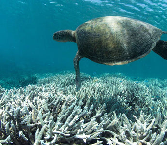 Da oxibenzona ao octinoxato: produtos químicos nocivos em protetores solares e seu impacto nos recifes de coral