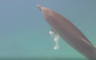 O IMPACTO DAS ATIVIDADES HUMANAS NOS GOLFINHOS: DESAFIOS DE CONSERVAÇÃO NUM OCEANO EM MUDANÇA
