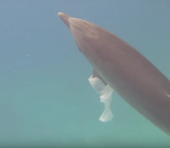 O IMPACTO DAS ATIVIDADES HUMANAS NOS GOLFINHOS: DESAFIOS DE CONSERVAÇÃO NUM OCEANO EM MUDANÇA