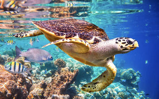 O PAPEL DAS TARTARUGAS MARINHAS NOS ECOSSISTEMAS MARINHOS: GUARDIÕES DO OCEANO