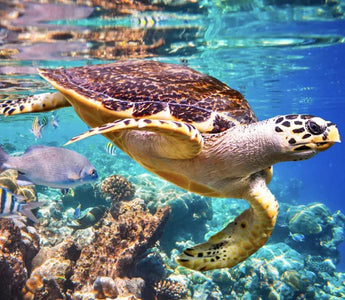 O PAPEL DAS TARTARUGAS MARINHAS NOS ECOSSISTEMAS MARINHOS: GUARDIÕES DO OCEANO