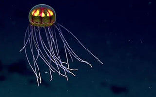O Futuro das Missões na Fossa das Marianas: O Que Vem Depois do Challenger Deep?