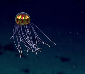 O Futuro das Missões na Fossa das Marianas: O Que Vem Depois do Challenger Deep?