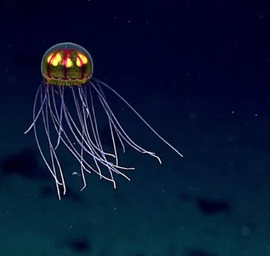 O Futuro das Missões na Fossa das Marianas: O Que Vem Depois do Challenger Deep?