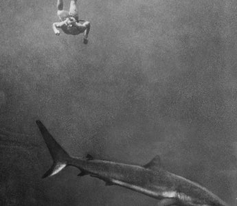 DOCUMENTANDO A VIDA MARINHA: CONTRIBUIÇÕES DE HANS HASS PARA A PESQUISA DE HISTÓRIA NATURAL