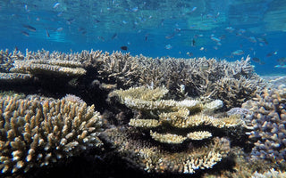 Mergulhando nas profundezas: explorando maravilhas subaquáticas e recifes de coral