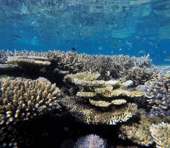 Mergulhando nas profundezas: explorando maravilhas subaquáticas e recifes de coral
